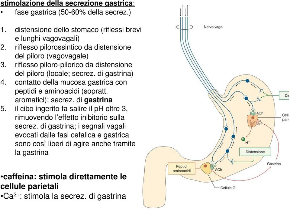 contatto della mucosa gastrica con peptidi e aminoacidi (sopratt. aromatici): secrez. di gastrina 5.