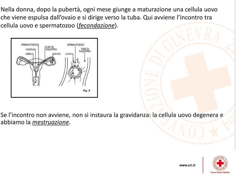 Qui avviene l incontro tra cellula uovo e spermatozoo (fecondazione).