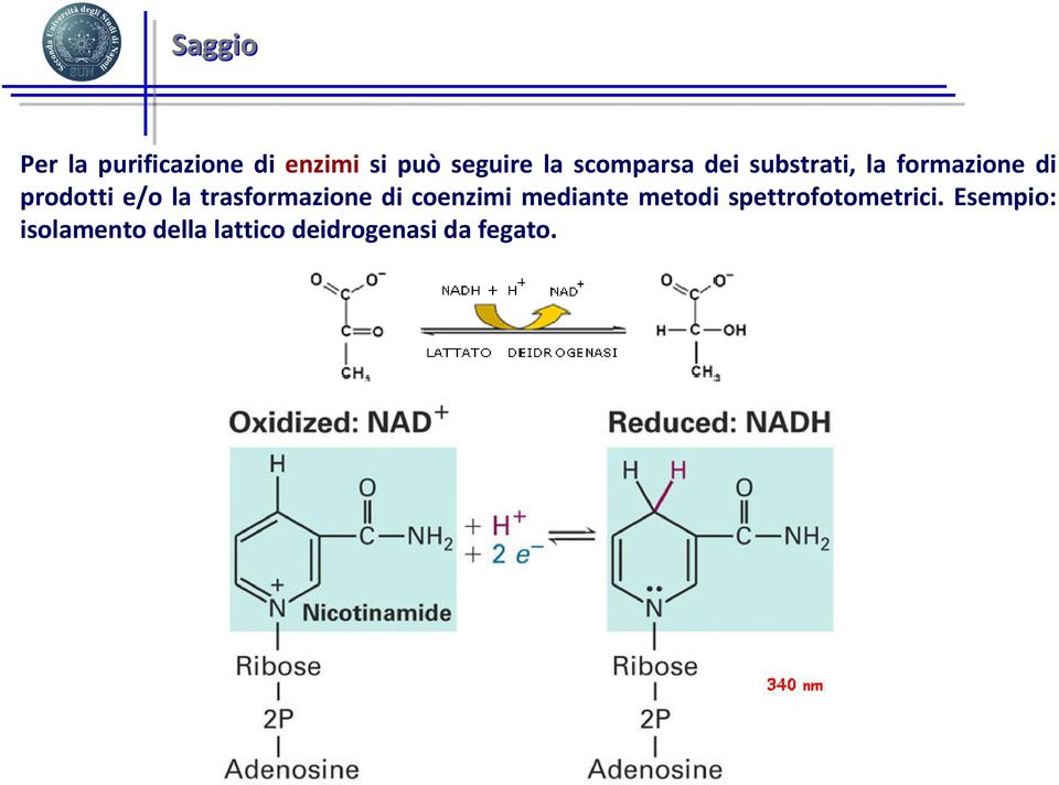 trasformazione di coenzimi mediante metodi