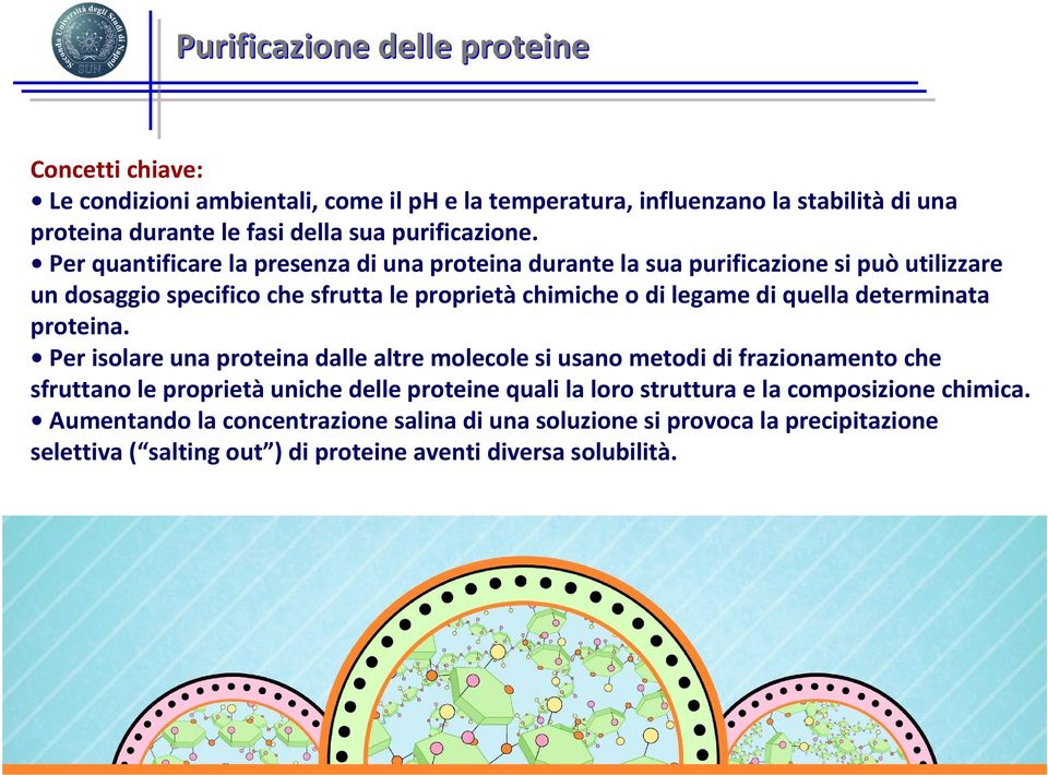 Per quantificare la presenza di una proteina durante la sua purificazione si può utilizzare un dosaggio specifico che sfrutta le proprietàchimiche o di legame di quella