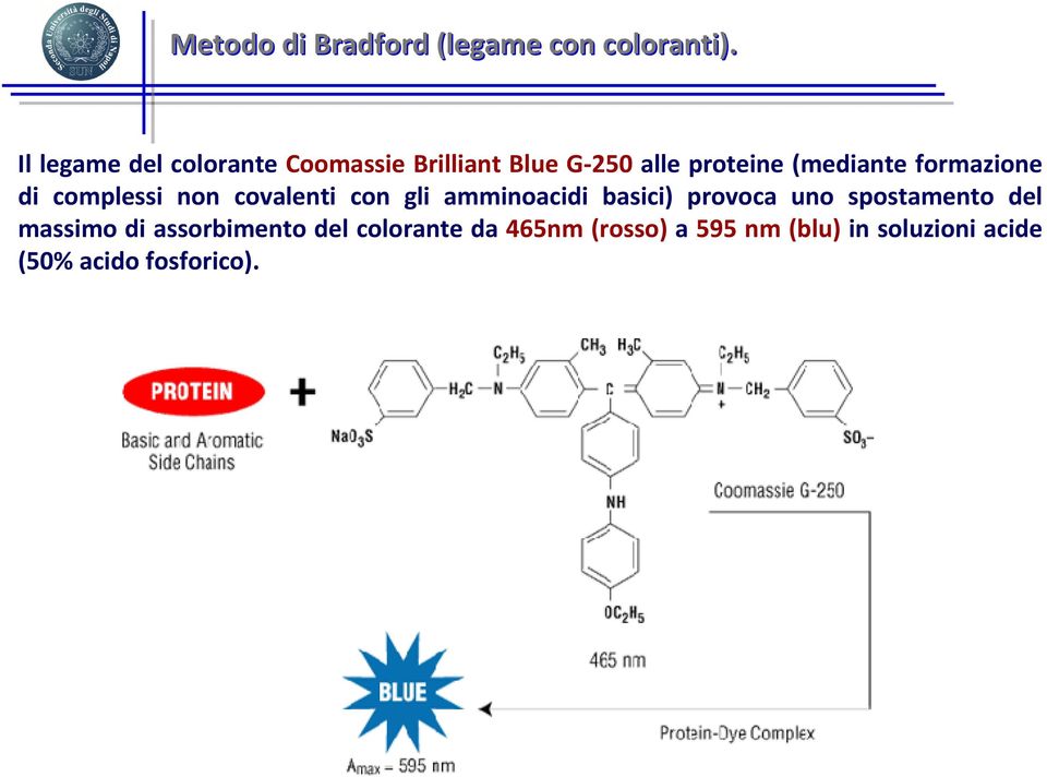 formazione di complessi non covalenti con gli amminoacidi basici) provoca uno