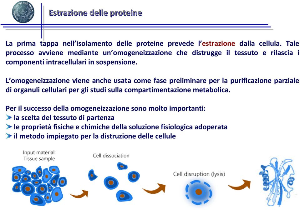 L omogeneizzazione viene anche usata come fase preliminare per la purificazione parziale di organuli cellulari per gli studi sulla compartimentazione