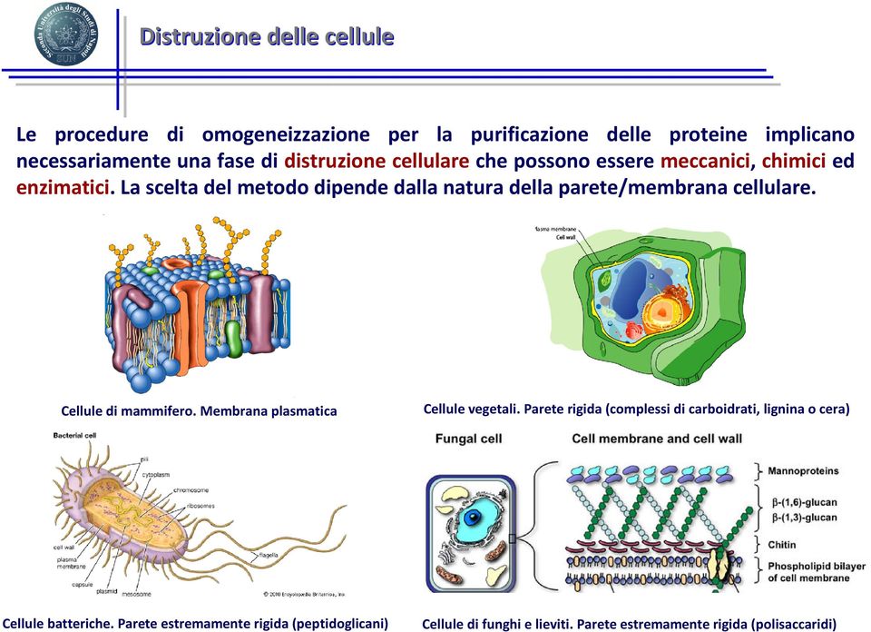 La scelta del metodo dipende dalla natura della parete/membrana cellulare. Cellule di mammifero. Membrana plasmatica Cellule vegetali.