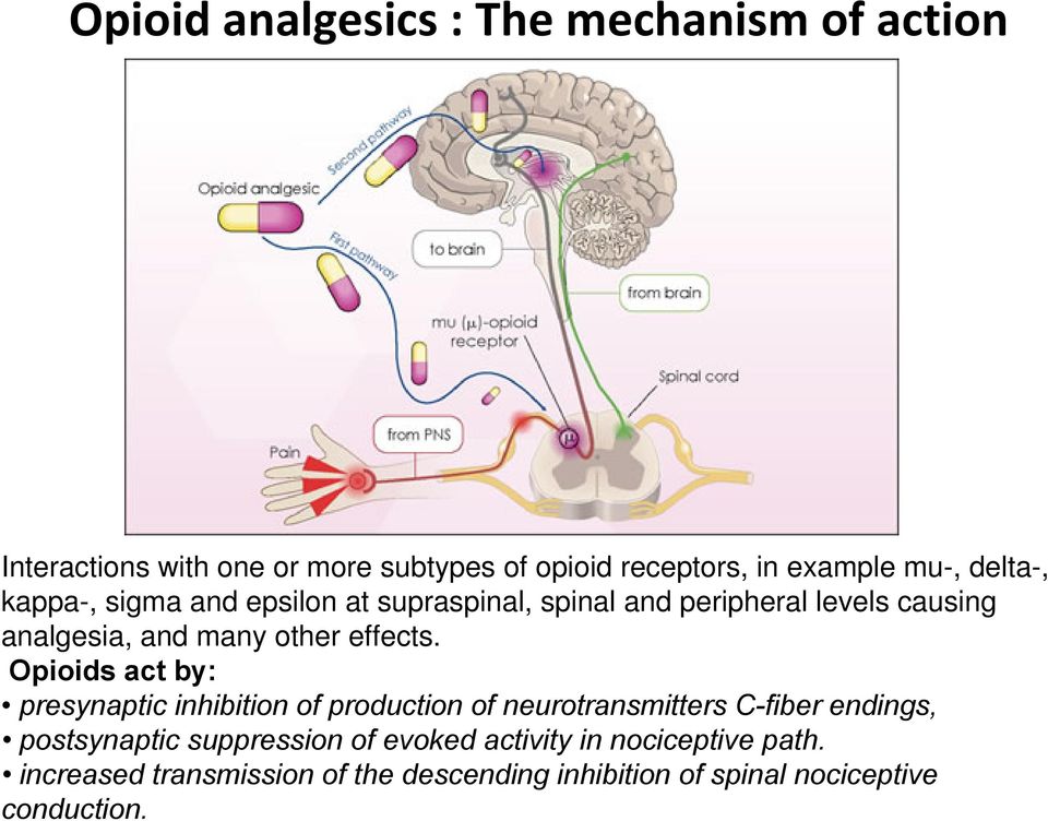 Opioids act by: presynaptic inhibition of production of neurotransmitters C-fiber endings, postsynaptic suppression of