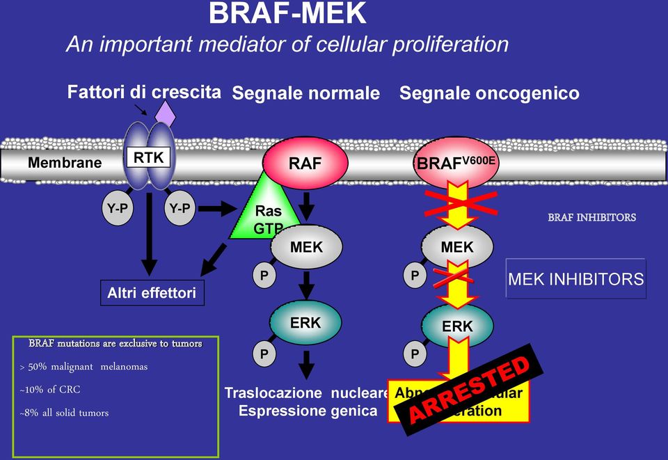 effettori P P MEK INHIBITORS BRAF mutations are exclusive to tumors > 50% malignant melanomas ~10%