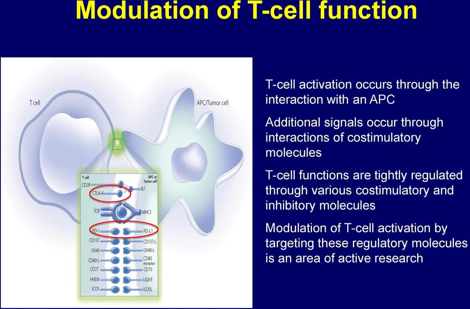 functions are tightly regulated through various costimulatory and inhibitory molecules