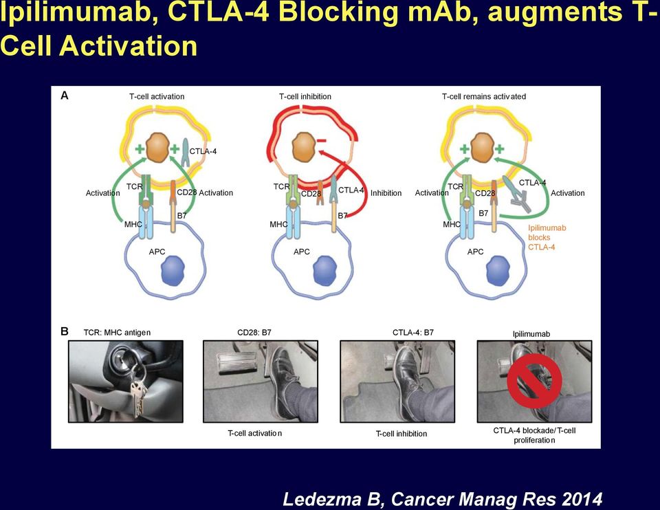 against tumor antigens and their activity harnessed for treatment of cancer.