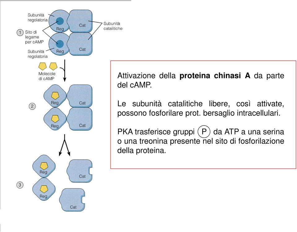 prot. bersaglio intracellulari.