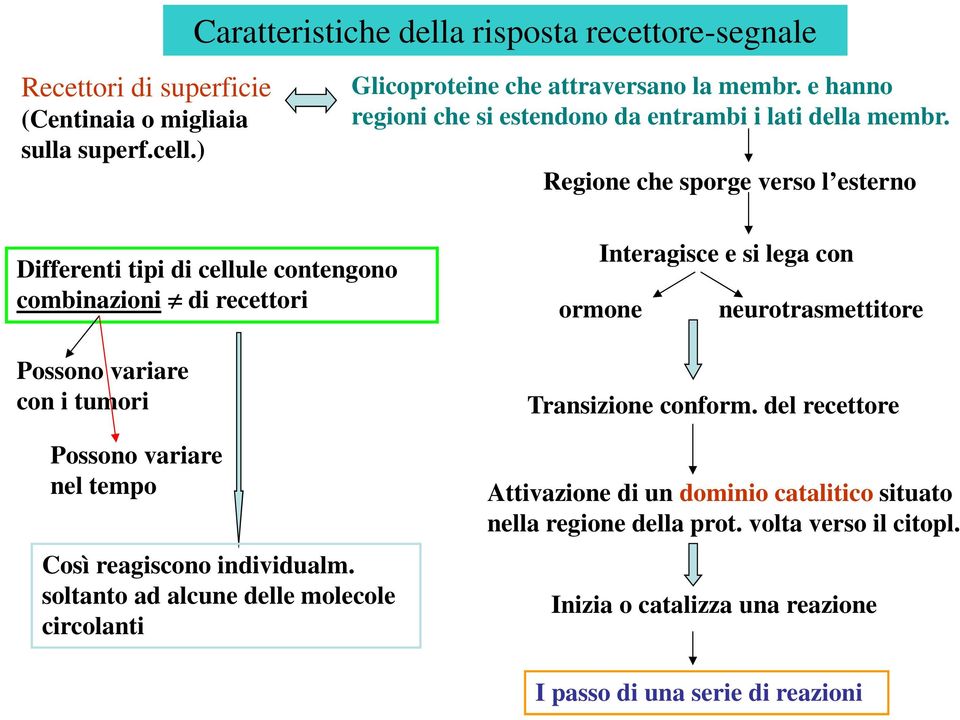 Regione che sporge verso l esterno Differenti tipi di cellule contengono combinazioni di recettori Possono variare con i tumori Possono variare nel tempo Così reagiscono