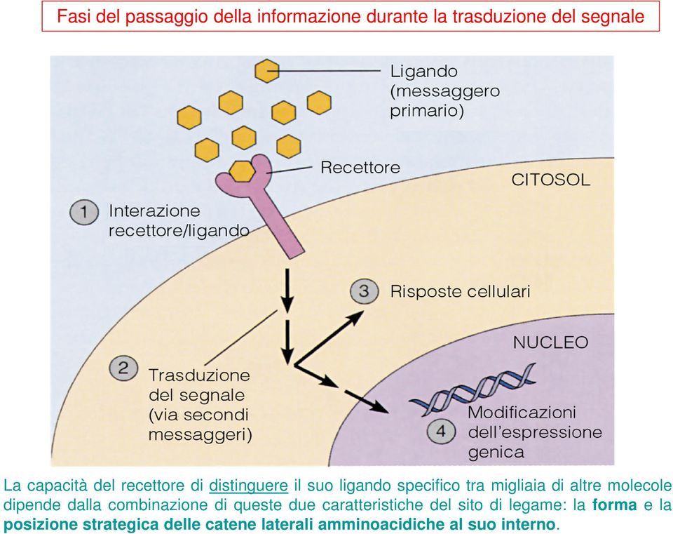 altre molecole dipende dalla combinazione di queste due caratteristiche del sito di