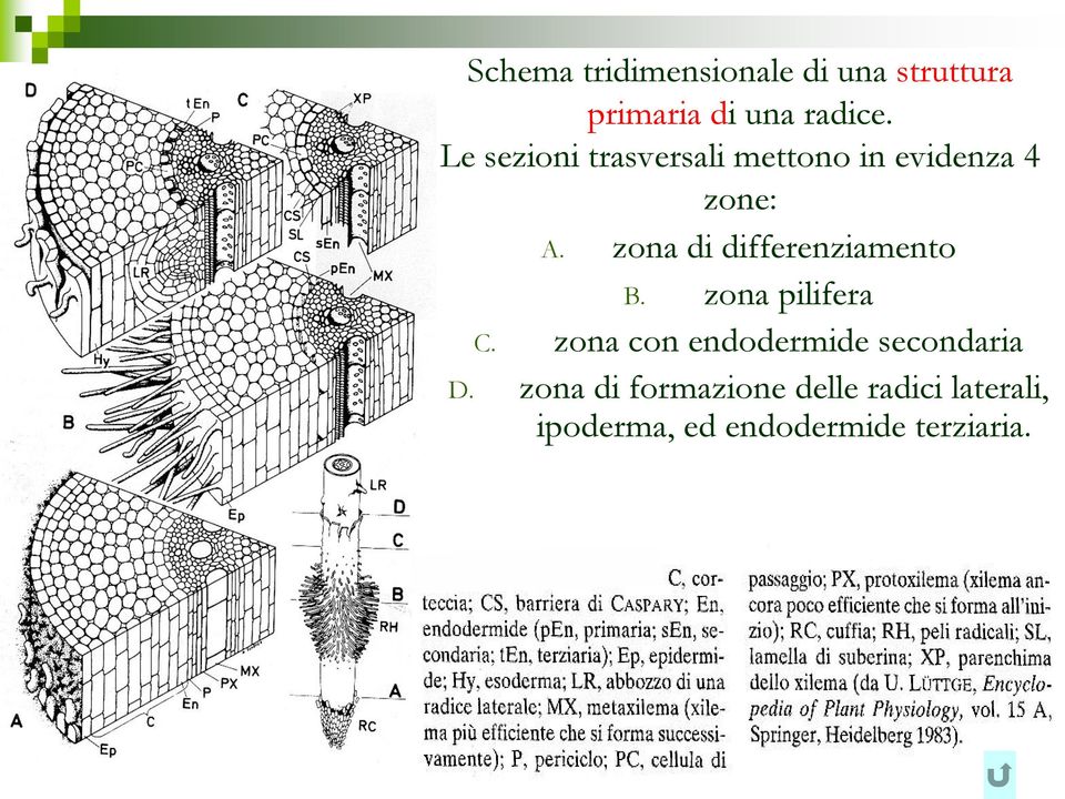 zona di differenziamento B. zona pilifera C.