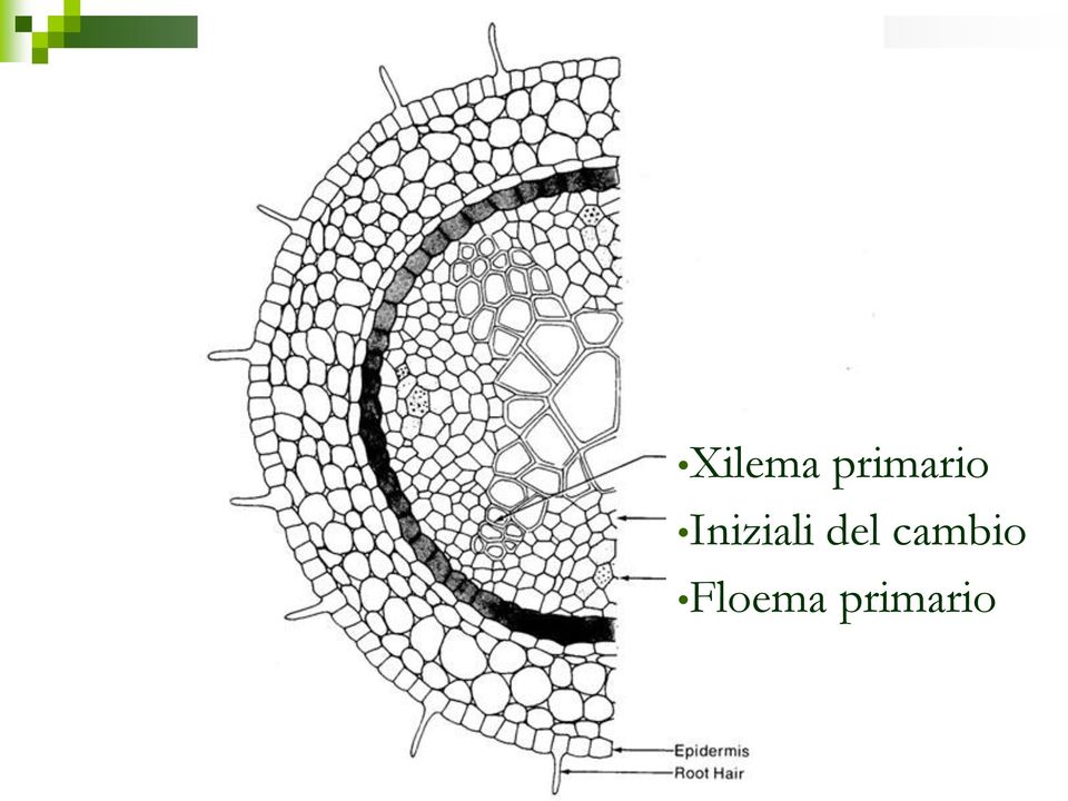 Iniziali del