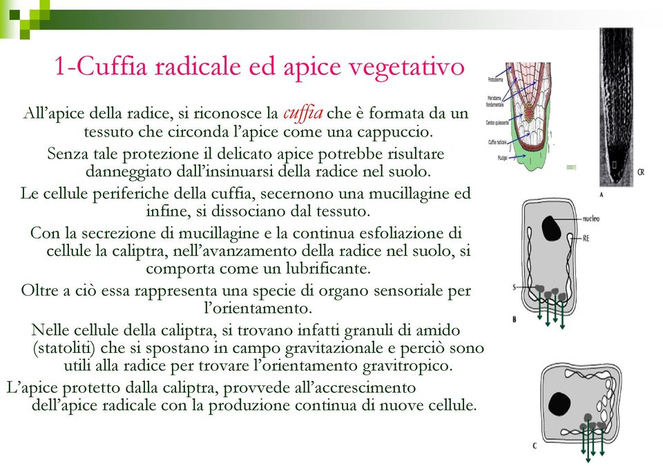 Le cellule periferiche della cuffia, secernono una mucillagine ed infine, si dissociano dal tessuto.