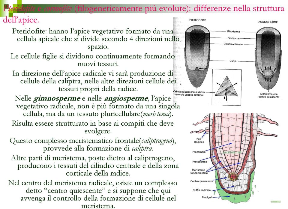 In direzione dell apice radicale vi sarà produzione di cellule della caliptra, nelle altre direzioni cellule dei tessuti propri della radice.