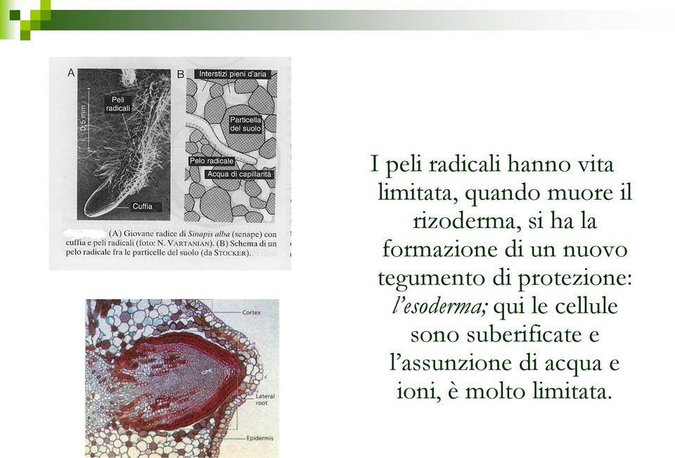 di protezione: l esoderma; qui le cellule sono