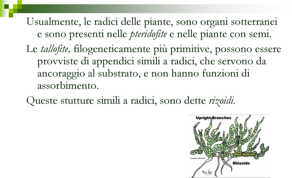 Le tallofite, filogeneticamente più primitive, possono essere provviste di appendici