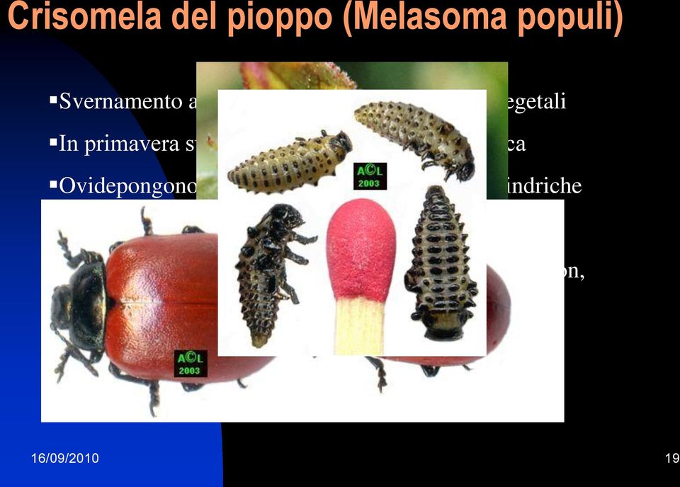 cilindriche 2-3 generazioni all anno Chimica contro le larve con prodotti Crbaril, Triclorfon,