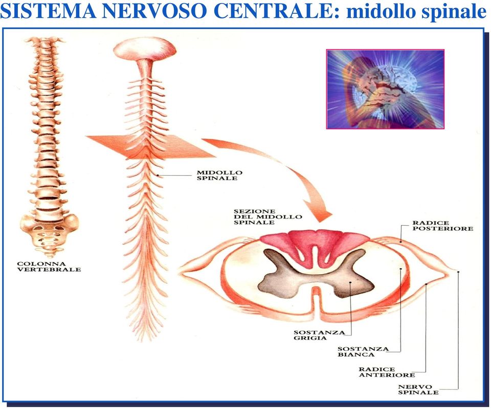 CENTRALE: