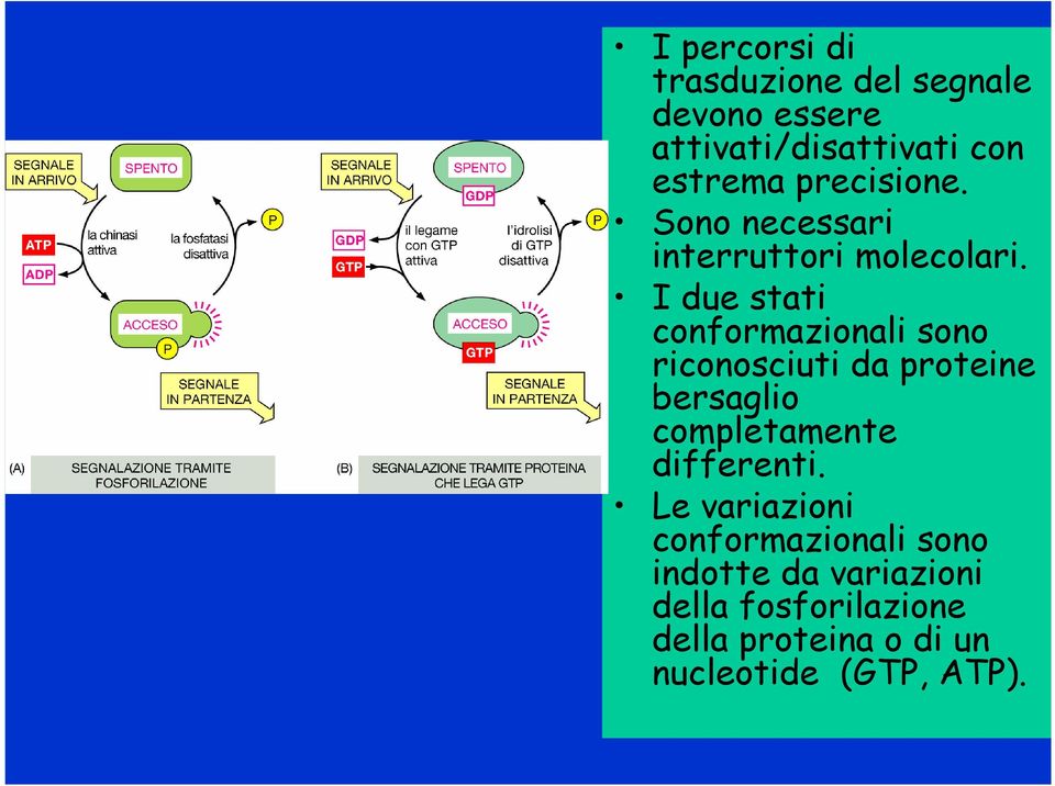 I due stati conformazionali sono riconosciuti da proteine bersaglio completamente