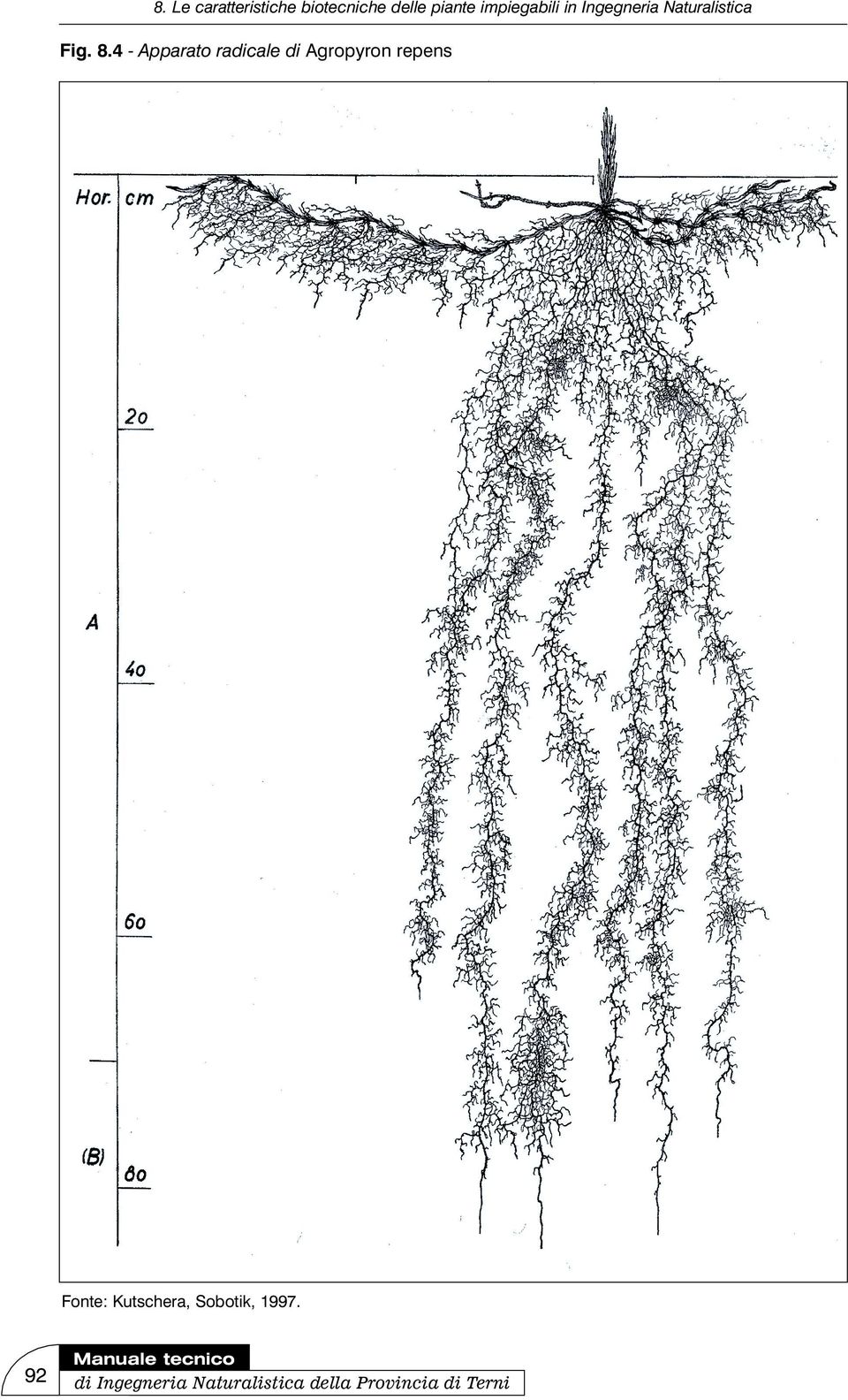 repens Fonte: Kutschera, Sobotik,