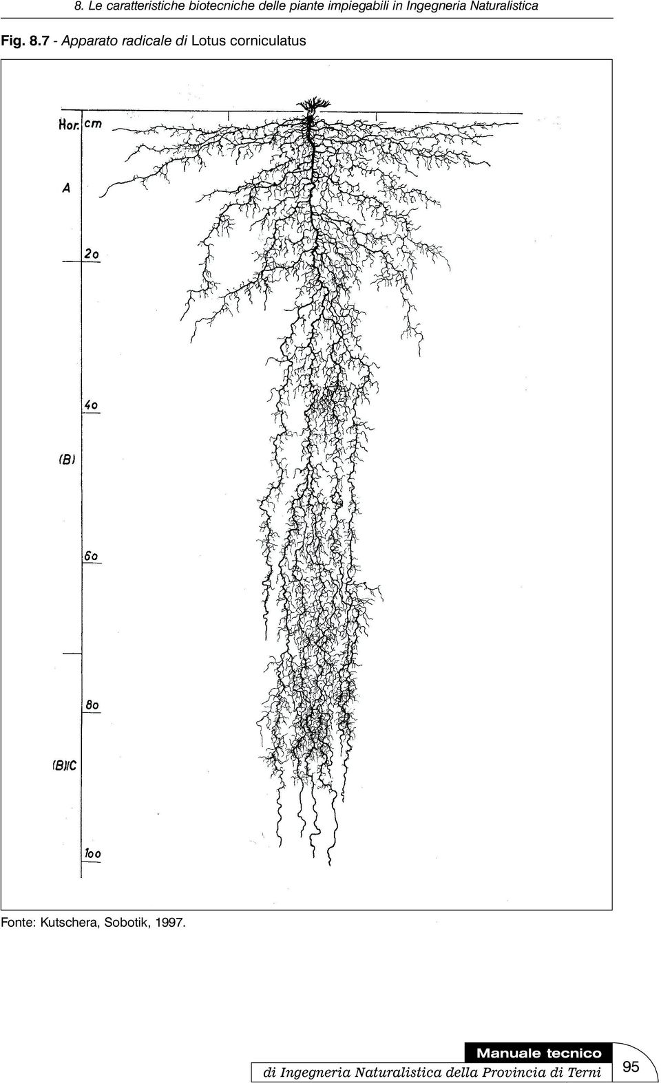 corniculatus Fonte: Kutschera,