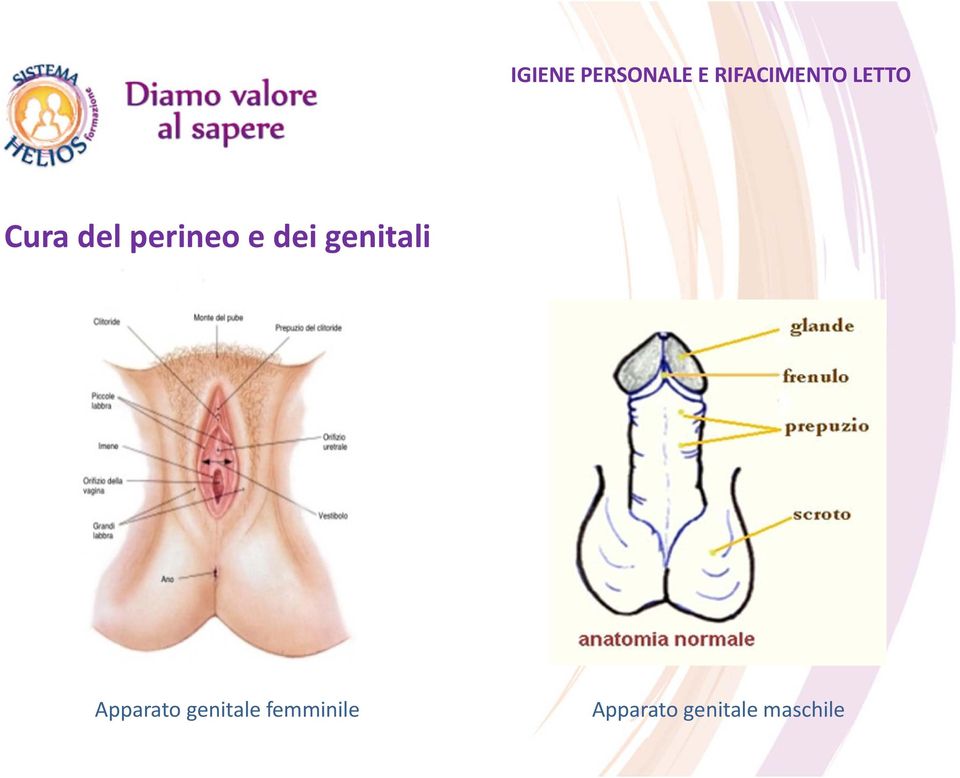 genitale femminile