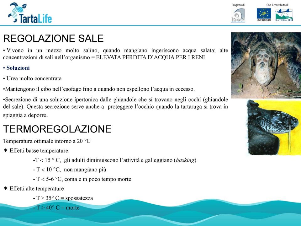 Secrezione di una soluzione ipertonica dalle ghiandole che si trovano negli occhi (ghiandole del sale).