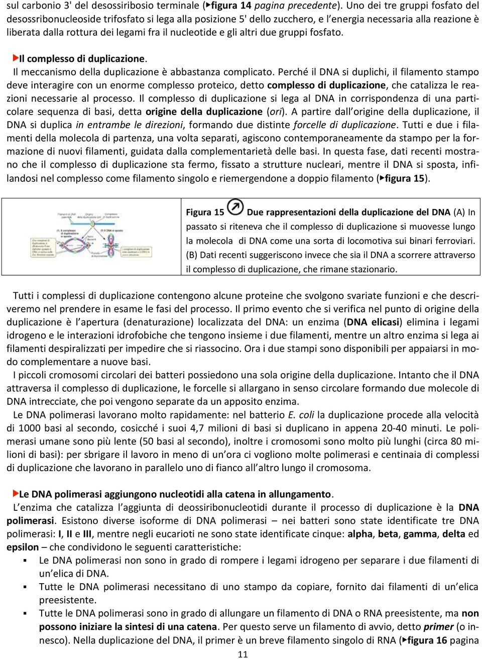 gli altri due gruppi fosfato. Il complesso di duplicazione. Il meccanismo della duplicazione è abbastanza complicato.