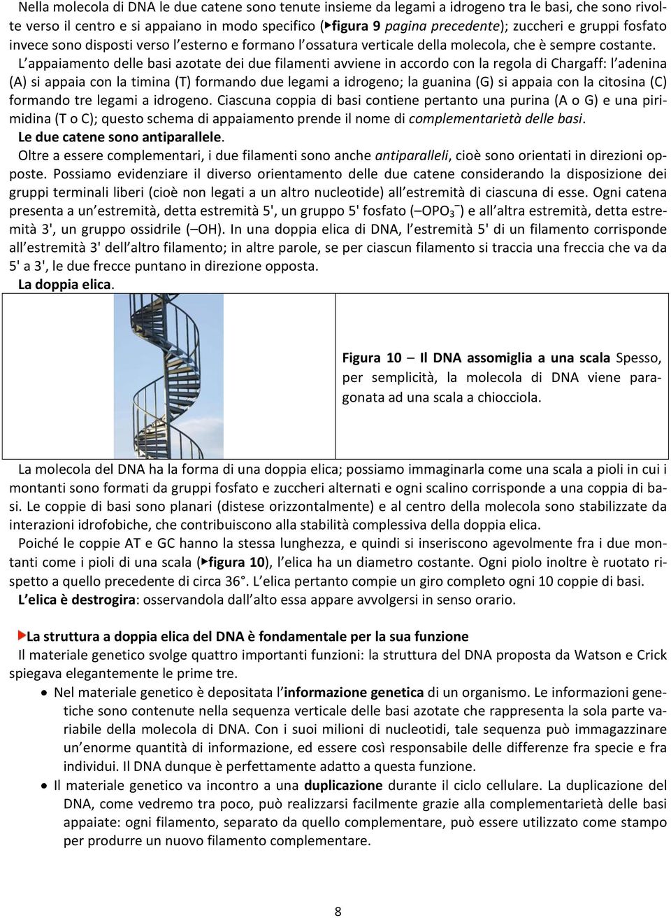 L appaiamento delle basi azotate dei due filamenti avviene in accordo con la regola di Chargaff: l adenina (A) si appaia con la timina (T) formando due legami a idrogeno; la guanina (G) si appaia con