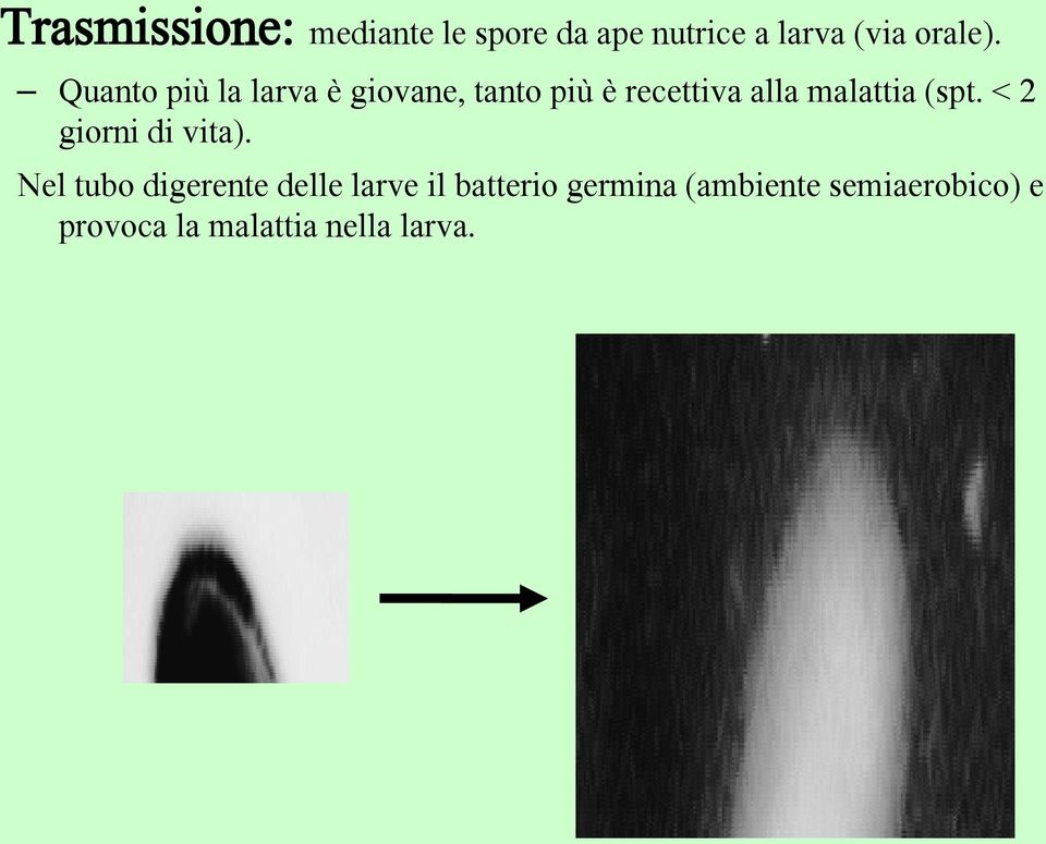 (spt. < 2 giorni di vita).