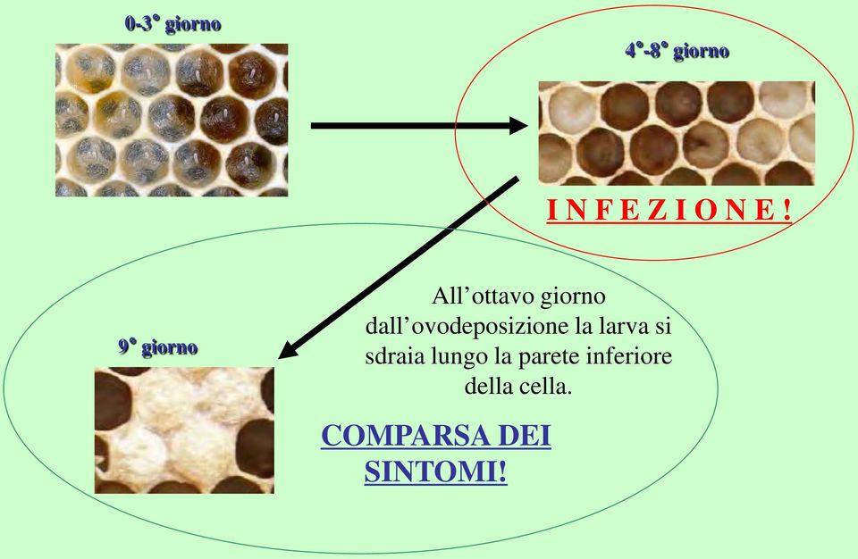 ovodeposizione la larva si sdraia lungo