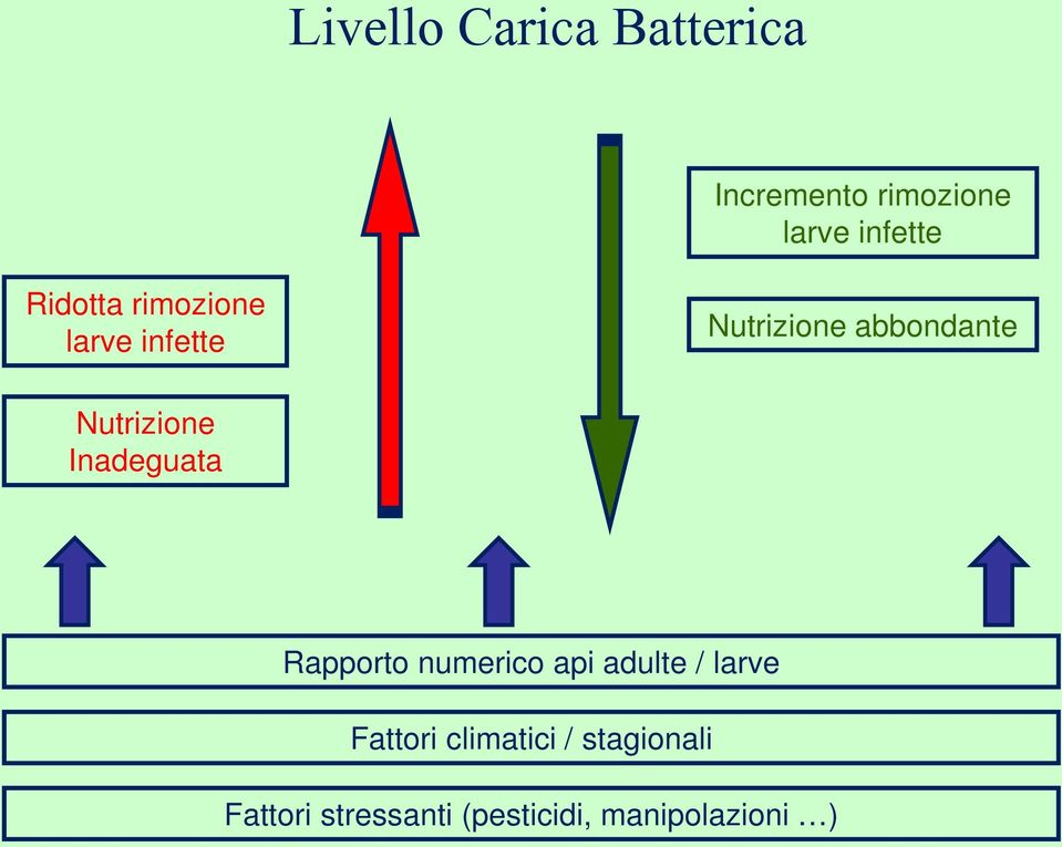 Nutrizione Inadeguata Rapporto numerico api adulte / larve