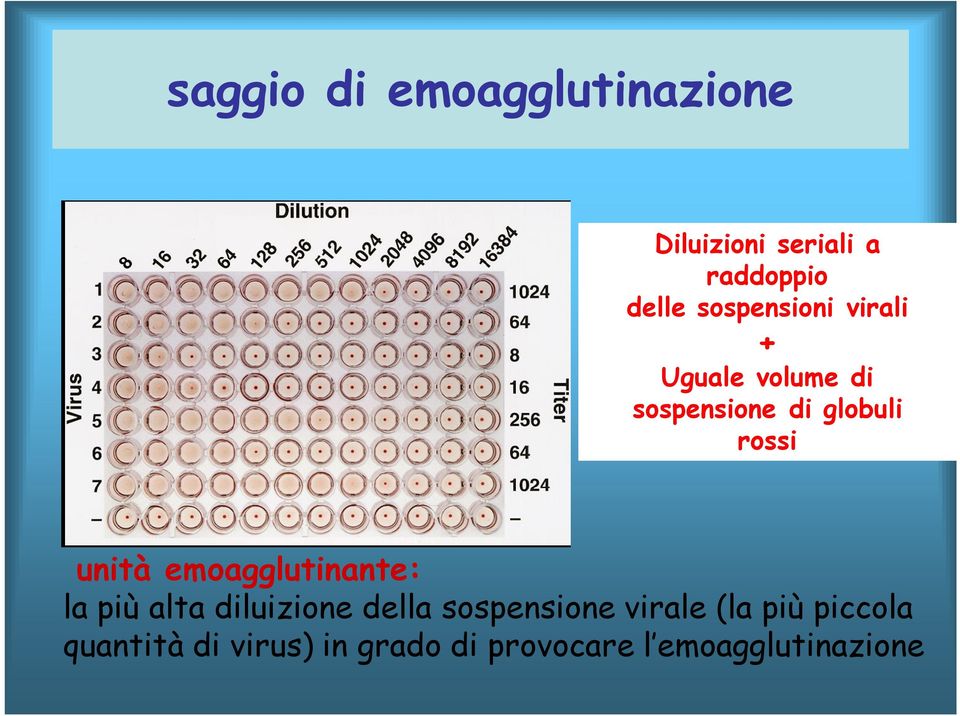 unità emoagglutinante: la più alta diluizione della sospensione