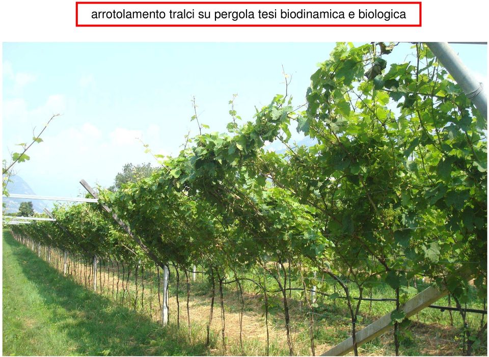 pergola tesi