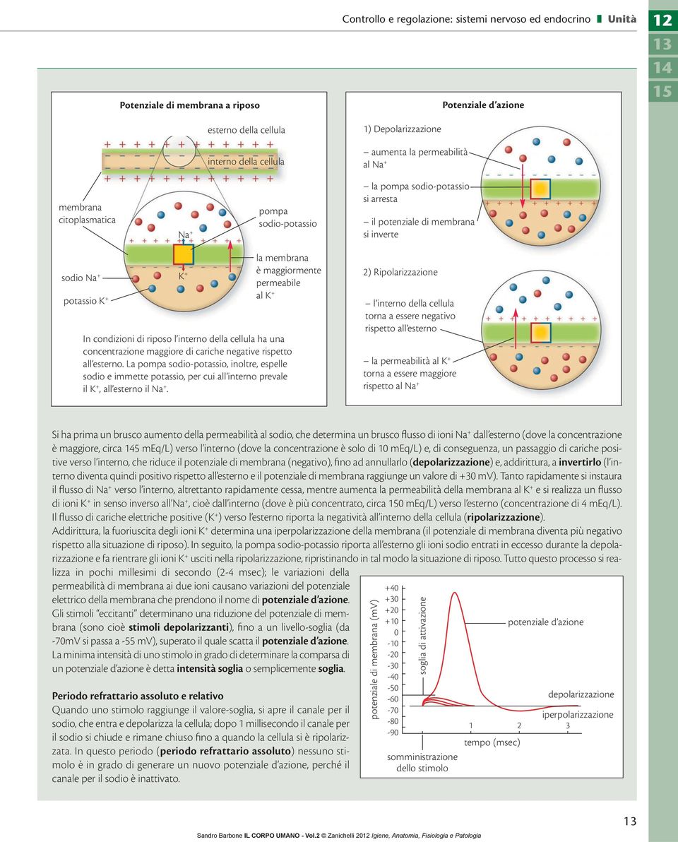 permeabile al K + In condizioni di riposo l interno della cellula ha una concentrazione maggiore di cariche negative rispetto all esterno.