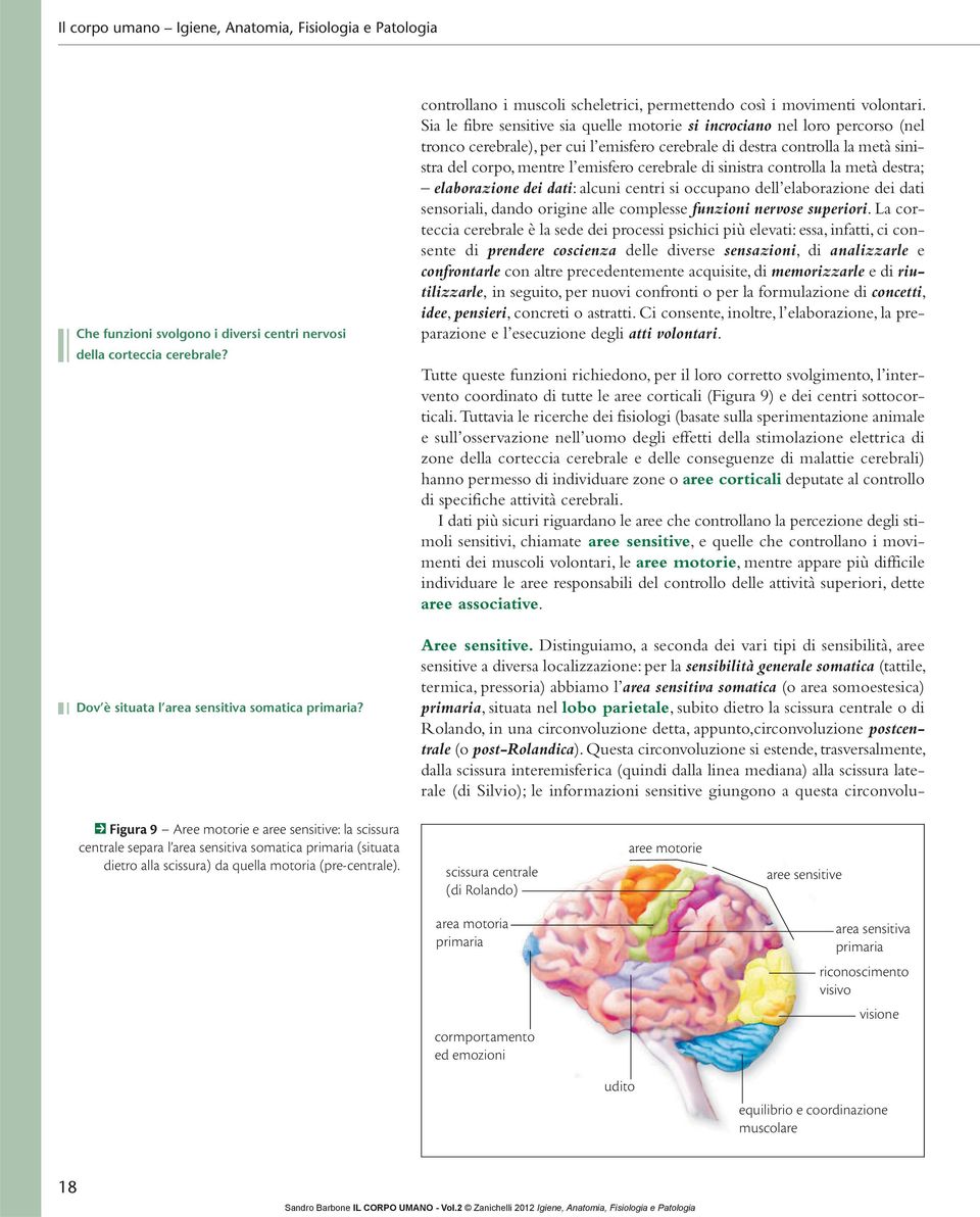 Sia le fibre sensitive sia quelle motorie si incrociano nel loro percorso (nel tronco cerebrale), per cui l emisfero cerebrale di destra controlla la metà sinistra del corpo, mentre l emisfero