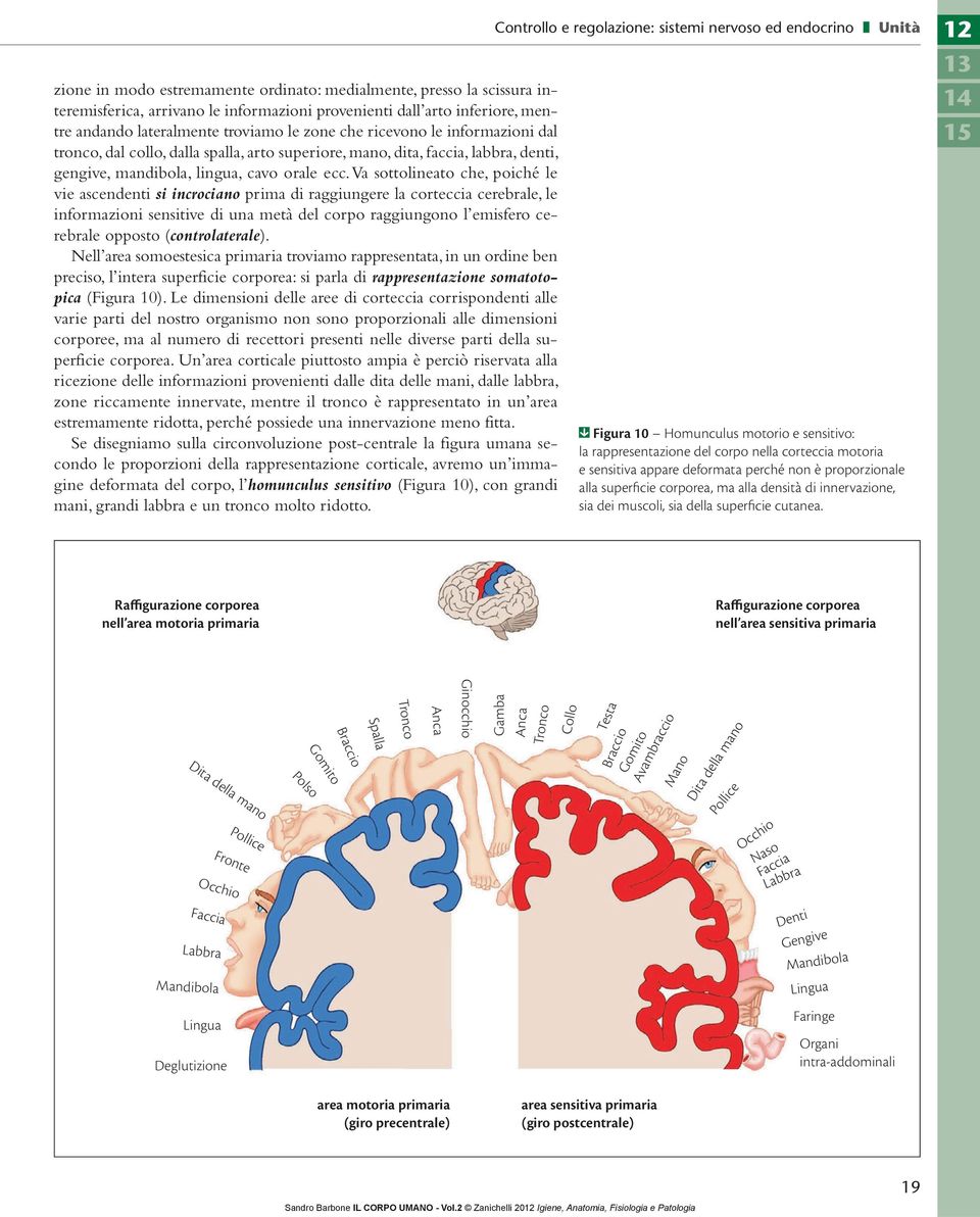 Va sottolineato che, poiché le vie ascendenti si incrociano prima di raggiungere la corteccia cerebrale, le informazioni sensitive di una metà del corpo raggiungono l emisfero cerebrale opposto