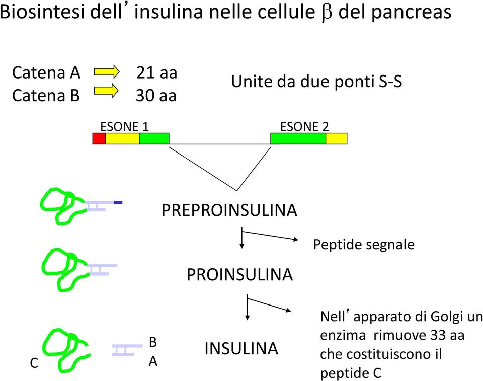 PREPROINSULINA Peptide segnale PROINSULINA C B A INSULINA Nell