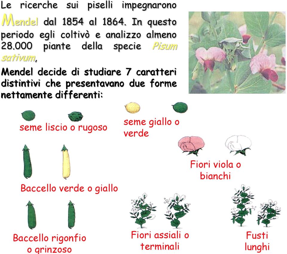 000 piante della specie Pisum sativum, Mendel decide di studiare 7 caratteri distintivi che