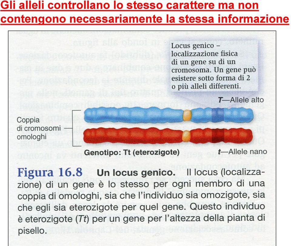 non contengono