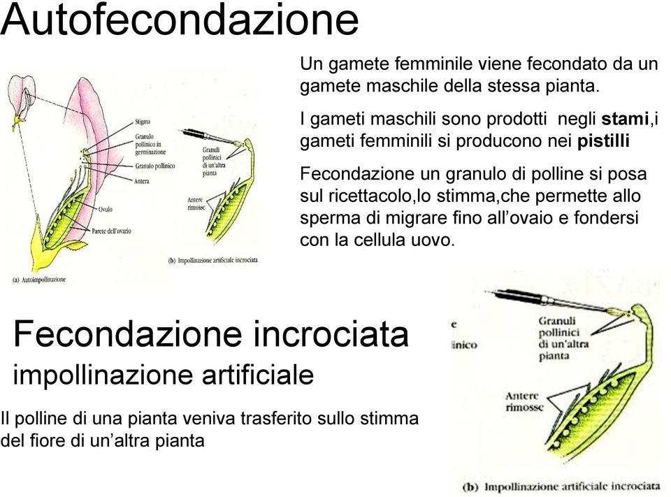 polline si posa sul ricettacolo,lo stimma,che permette allo sperma di migrare fino all ovaio e fondersi con la