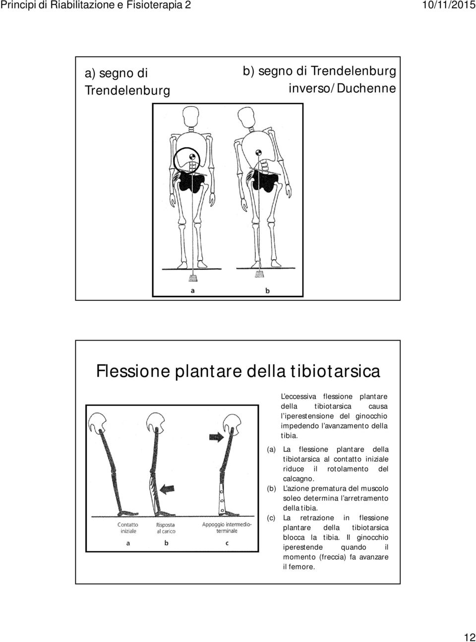 (b) L eccessiva flessione plantare della tibiotarsica causa l iperestensione del ginocchio impedendo l avanzamento della tibia.