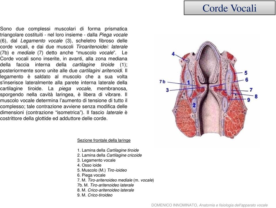 Le Corde vocali sono inserite, in avanti, alla zona mediana della faccia interna della cartilagine tiroide (1); posteriormente sono unite alle due cartilagini aritenoidi.