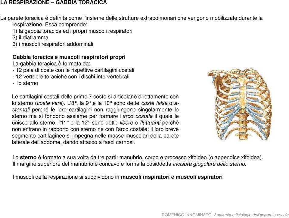 - 12 paia di coste con le rispettive cartilagini costali - 12 vertebre toraciche con i dischi intervertebrali - lo sterno Le cartilagini costali delle prime 7 coste si articolano direttamente con lo