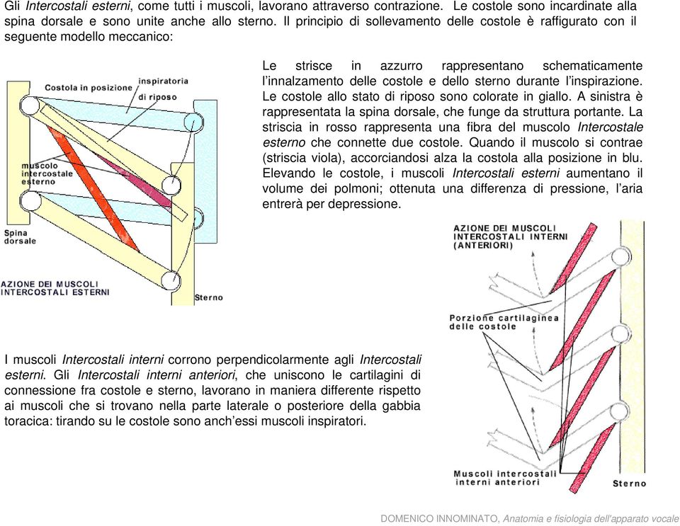 inspirazione. Le costole allo stato di riposo sono colorate in giallo. A sinistra è rappresentata t la spina dorsale, che funge da struttura tt portante.