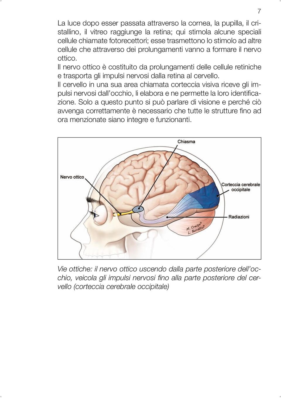 Il nervo ottico è costituito da prolungamenti delle cellule retiniche e trasporta gli impulsi nervosi dalla retina al cervello.