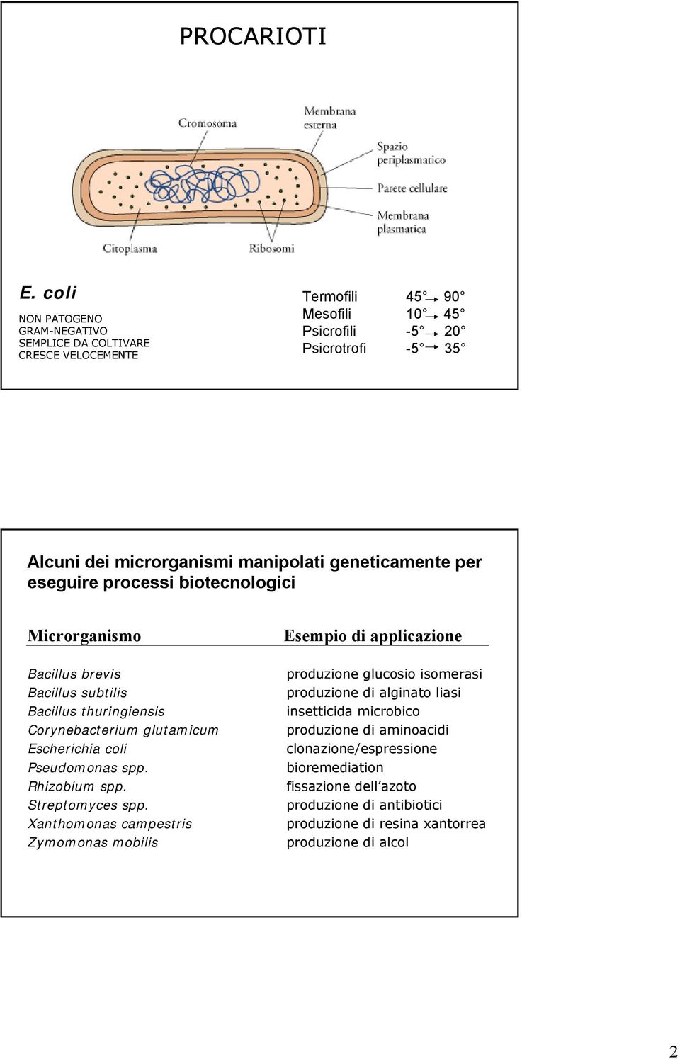 geneticamente per eseguire processi biotecnologici Microrganismo Esempio di applicazione Bacillus brevis Bacillus subtilis Bacillus thuringiensis Corynebacterium glutamicum