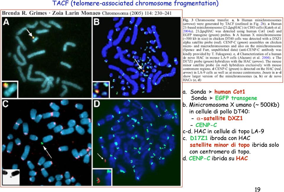 Minicromosoma X umano (~ 500Kb) in cellule di pollo DT40: - α-satellite DXZ1 -