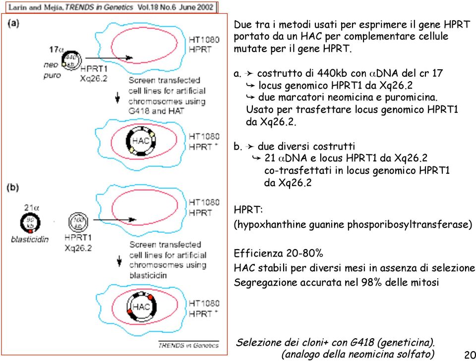 due diversi costrutti 21 αdna e locus HPRT1 da Xq26.2 co-trasfettati in locus genomico HPRT1 da Xq26.