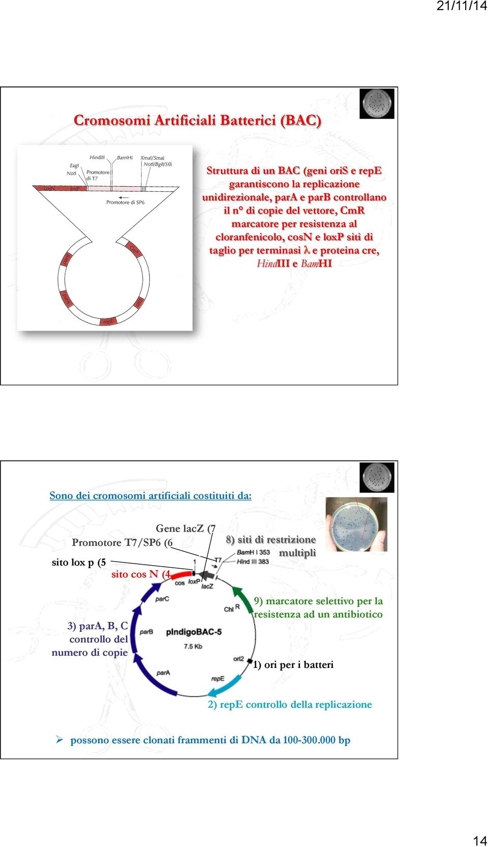 costituiti da: Gene lacz (7 Promotore T7/SP6 (6 sito lox p (5 3) para, B, C controllo del numero di copie sito cos N (4 8) siti di restrizione multipli 9) marcatore